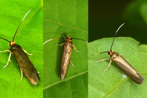 Roeslerstammia erxlebella